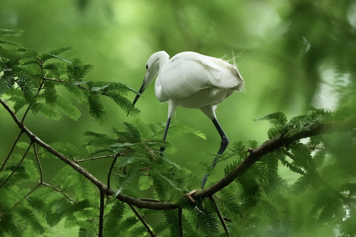 Little Egret - Pine Cone