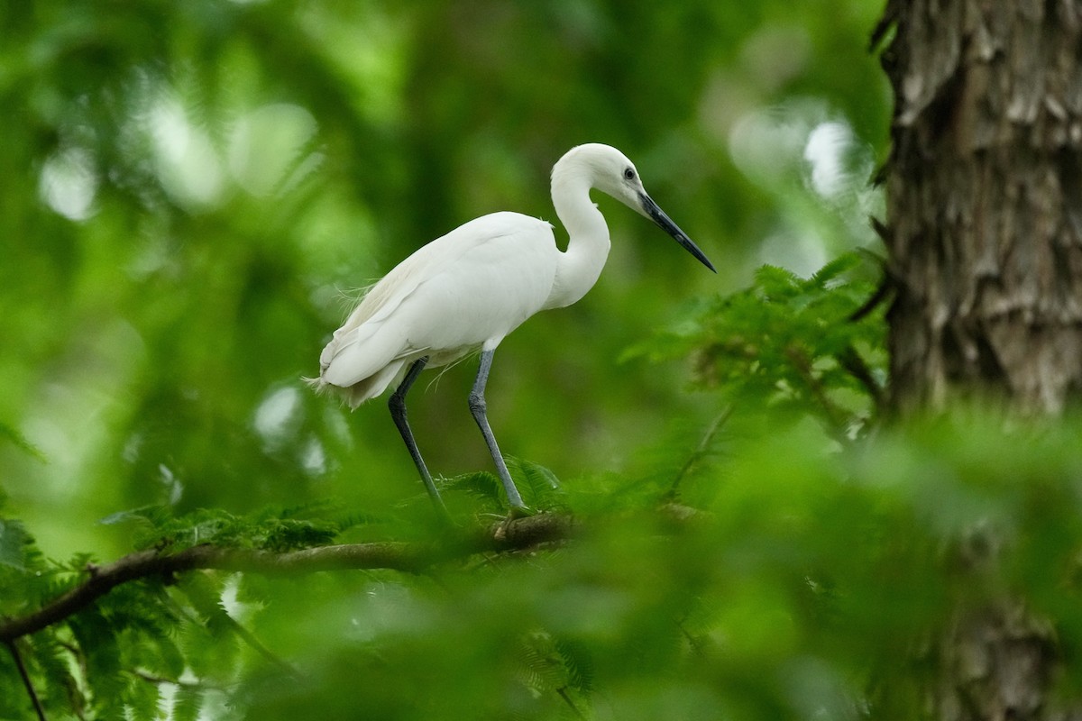 Little Egret - Pine Cone