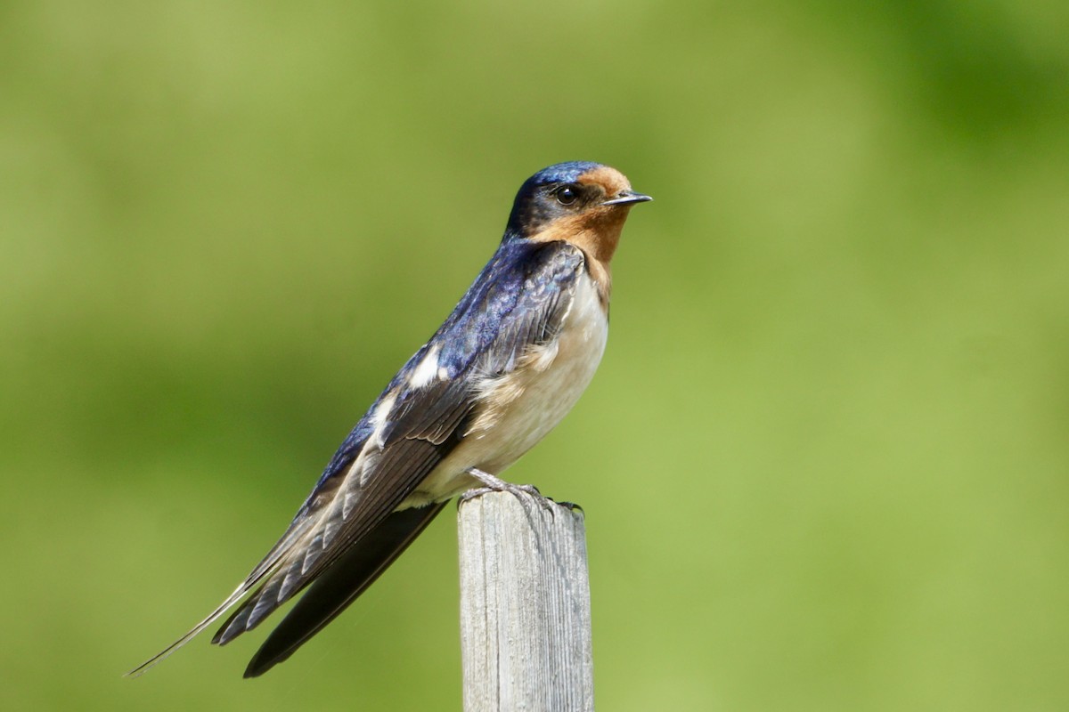 Barn Swallow - ML619623986