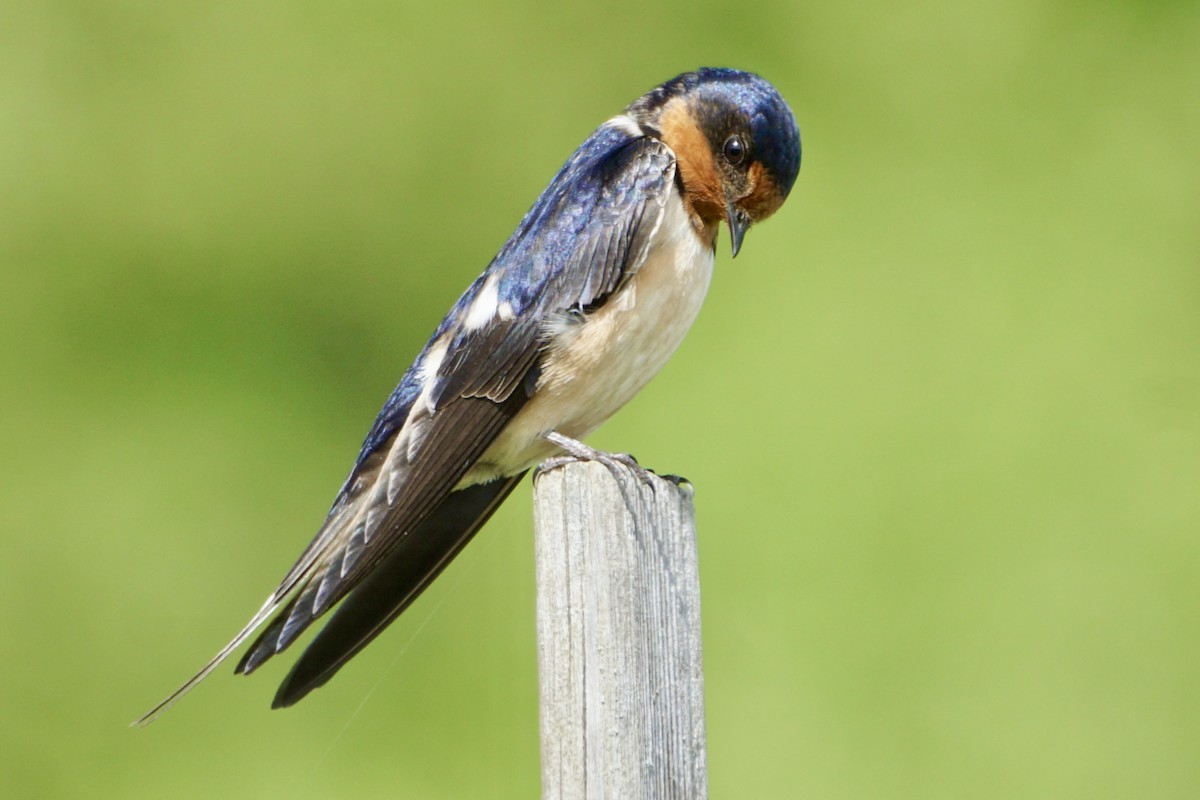 Barn Swallow - ML619623987