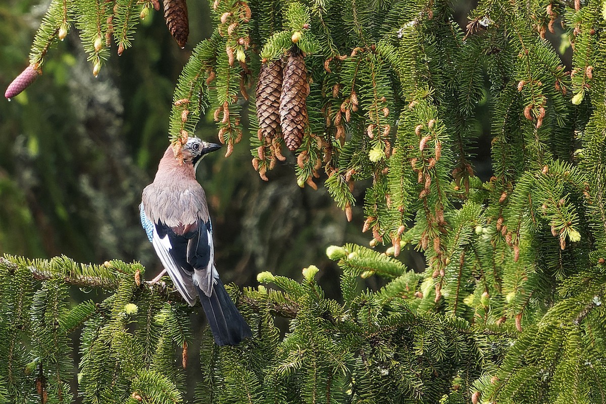 Eurasian Jay - Luboš Klikar