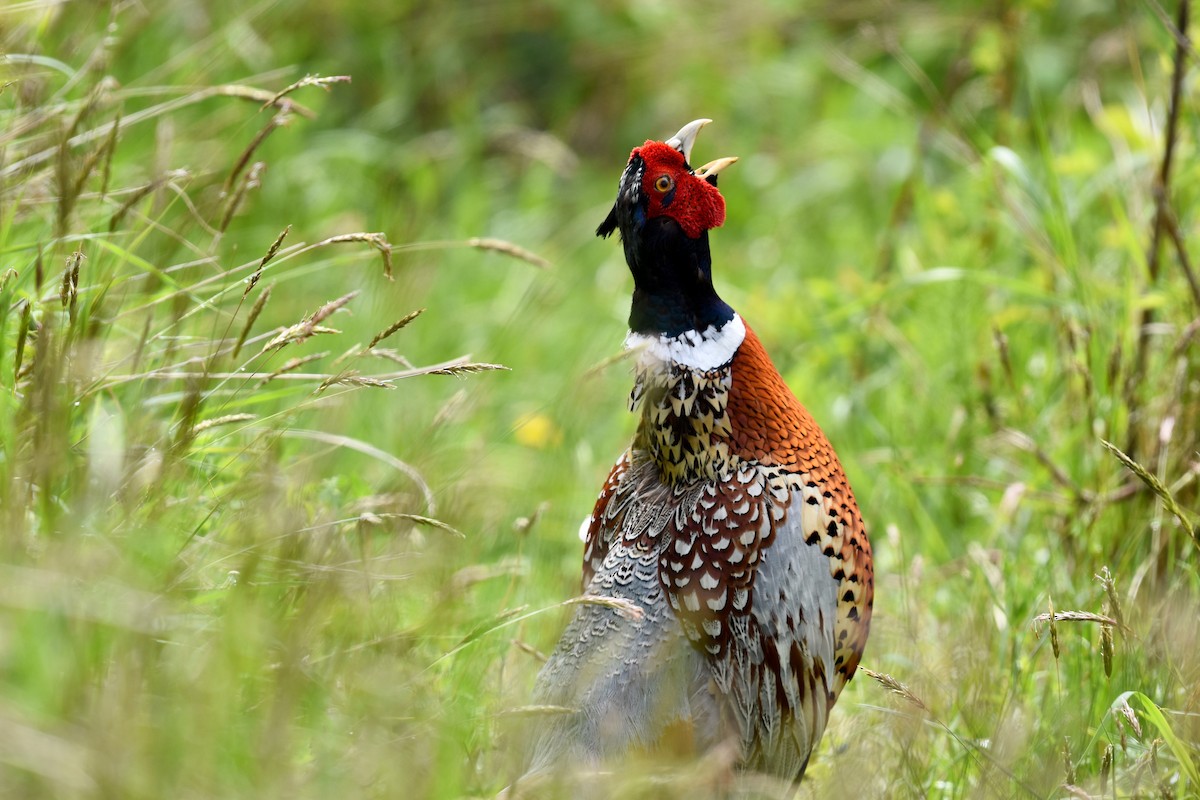 Ring-necked Pheasant - Shauna Rasband