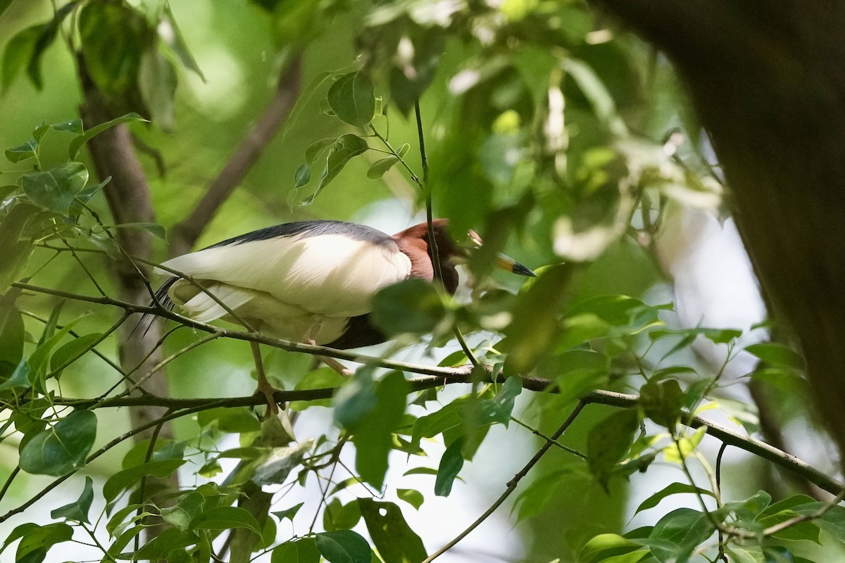 Chinese Pond-Heron - Pine Cone