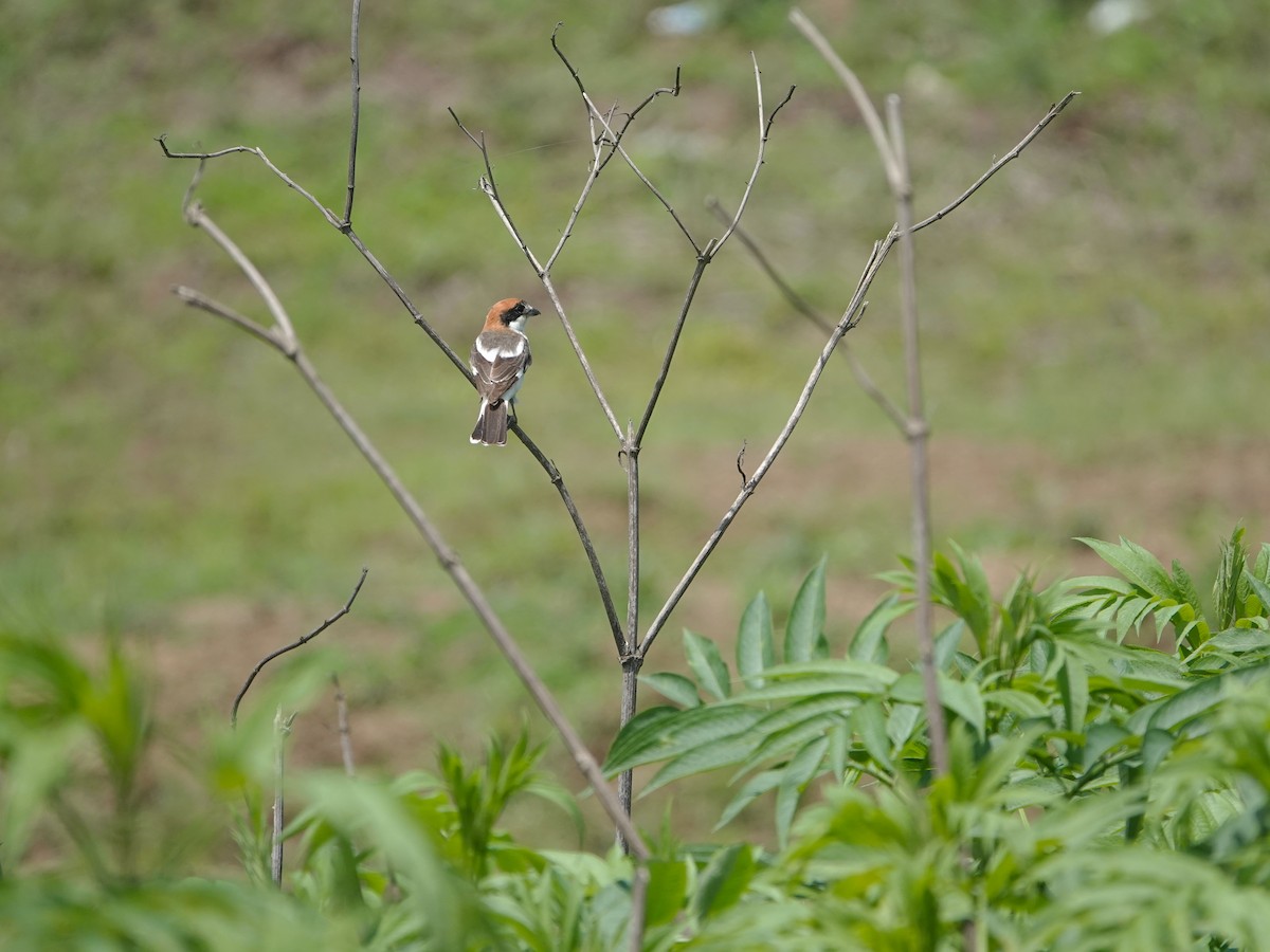 Woodchat Shrike - Banafsheh Kazemi