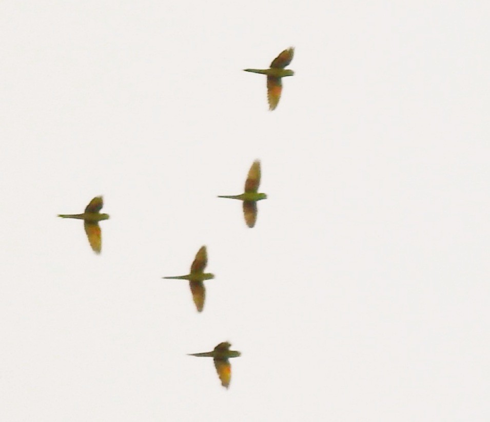 White-eyed Parakeet - Marcelo Schmidt Roberti