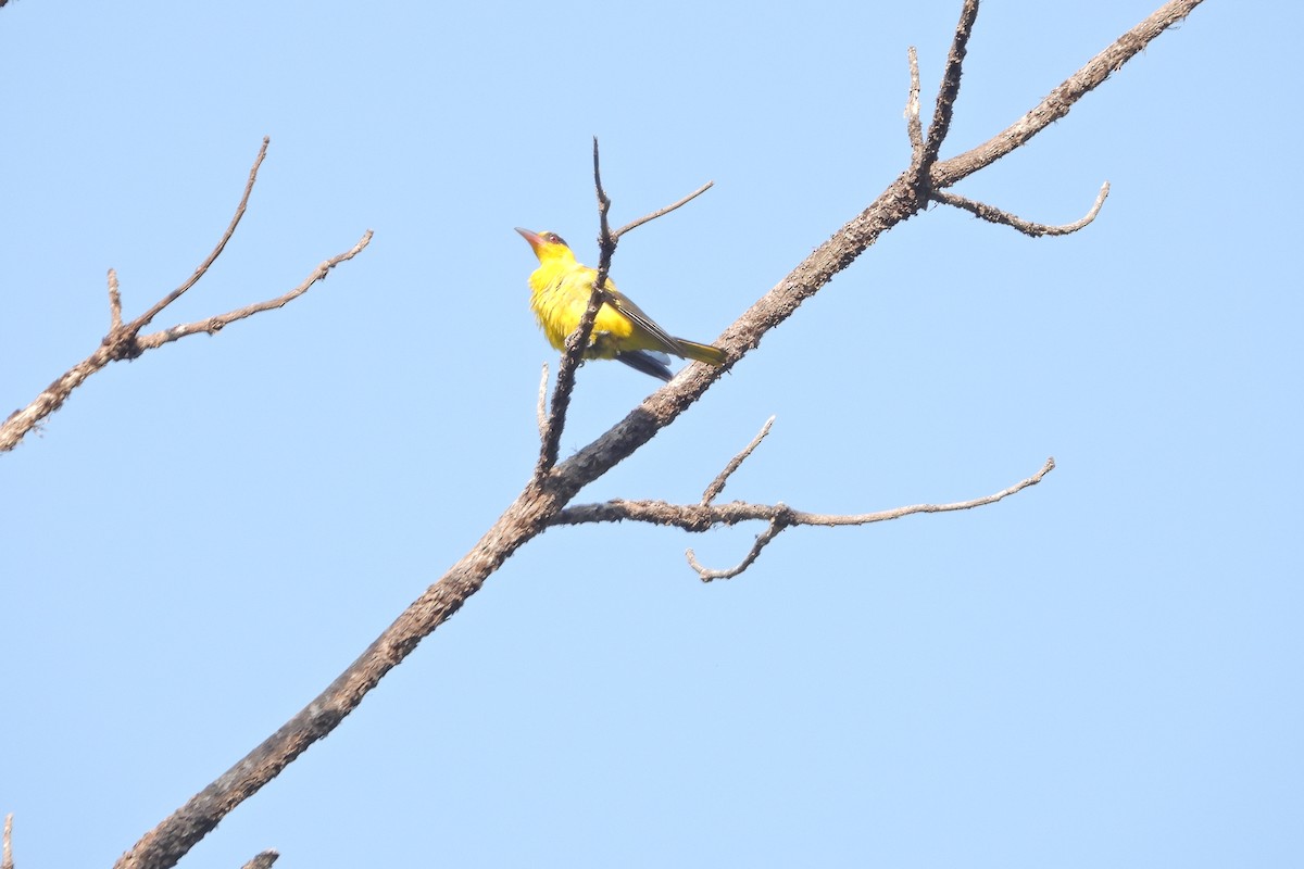 Black-naped Oriole - Prabhudatta Bal