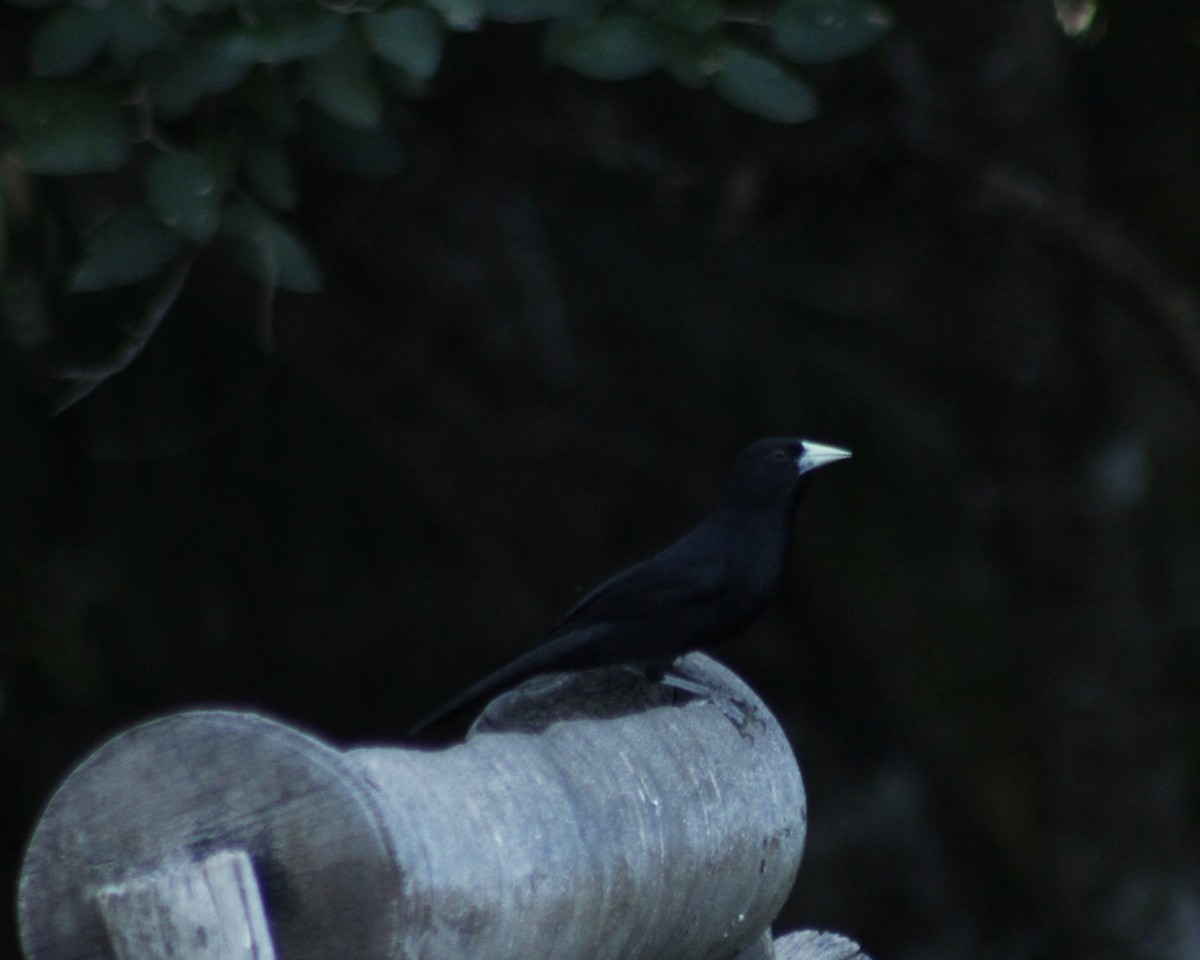 Solitary Black Cacique - Pedro Dias