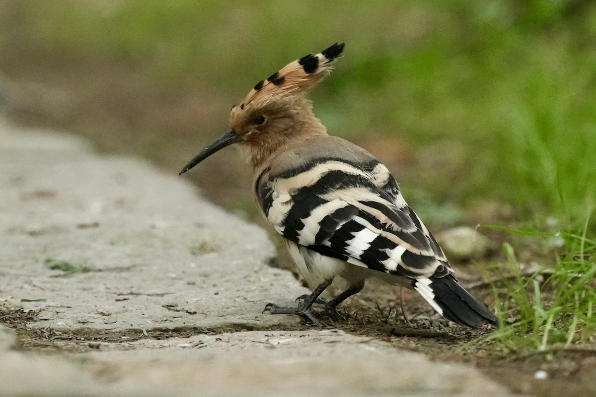 Eurasian Hoopoe - Pine Cone