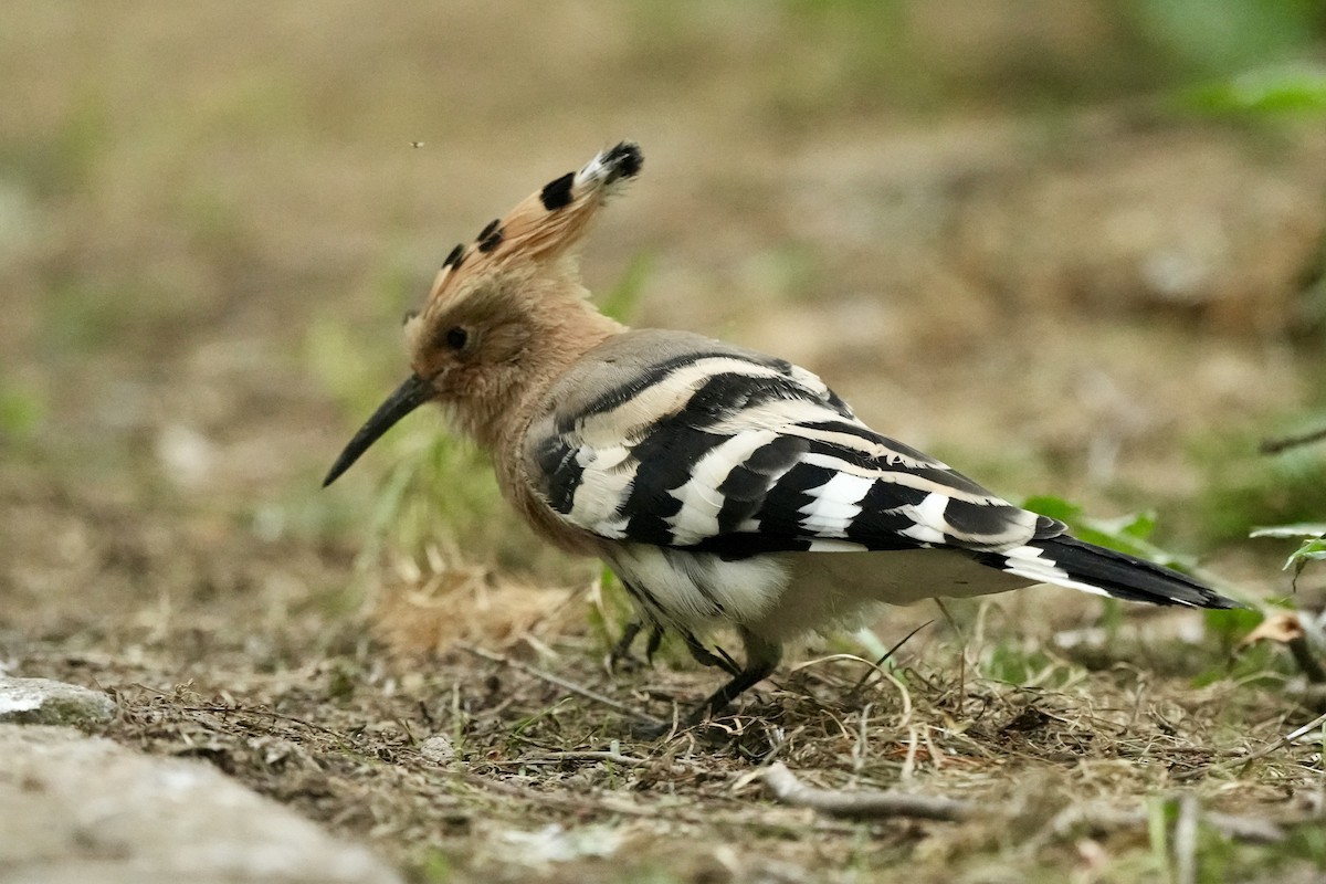 Eurasian Hoopoe - Pine Cone