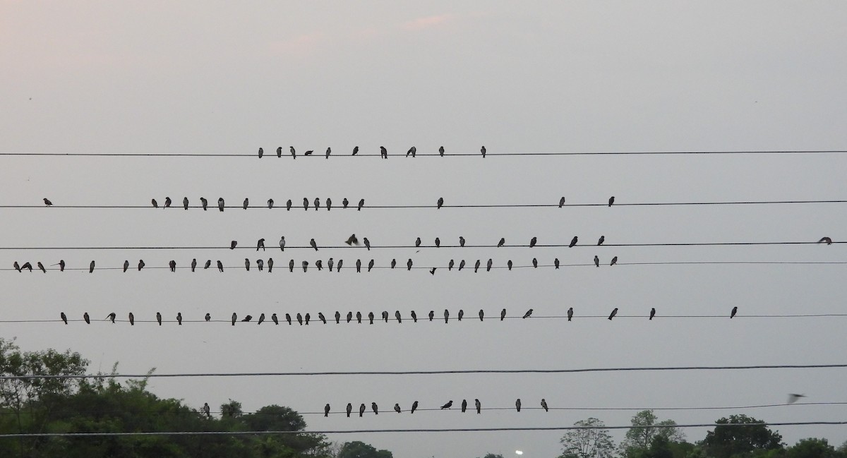 Streak-throated Swallow - ML619624053