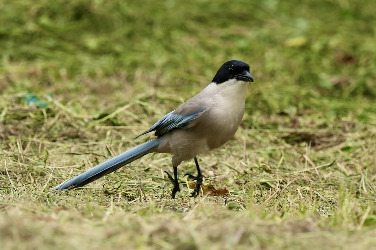 Azure-winged Magpie - Pine Cone