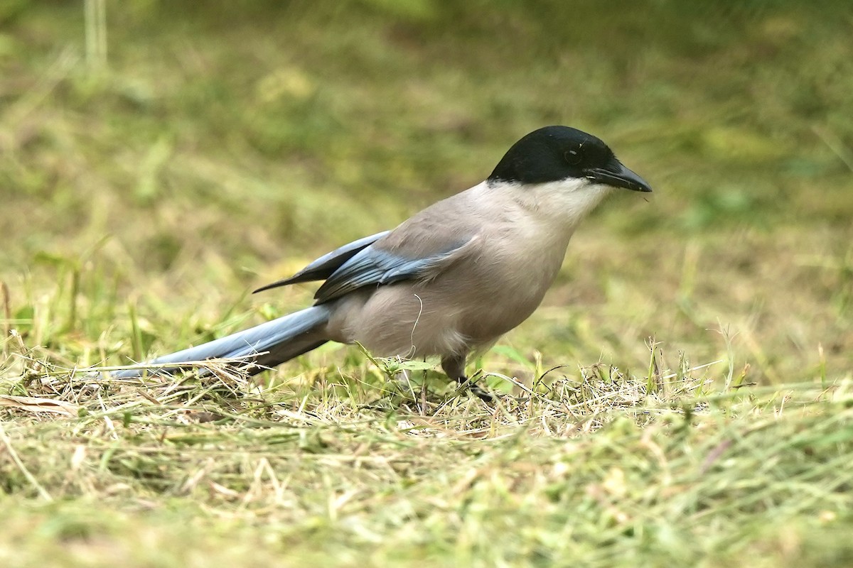 Azure-winged Magpie - Pine Cone