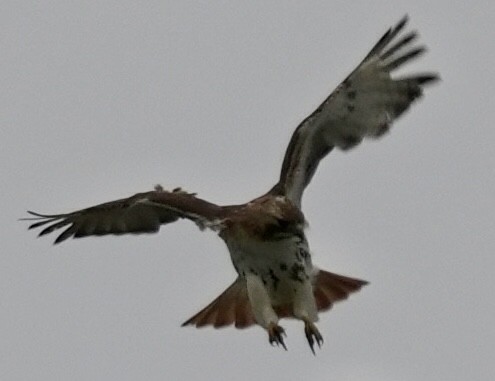 Red-tailed Hawk - ML619624070