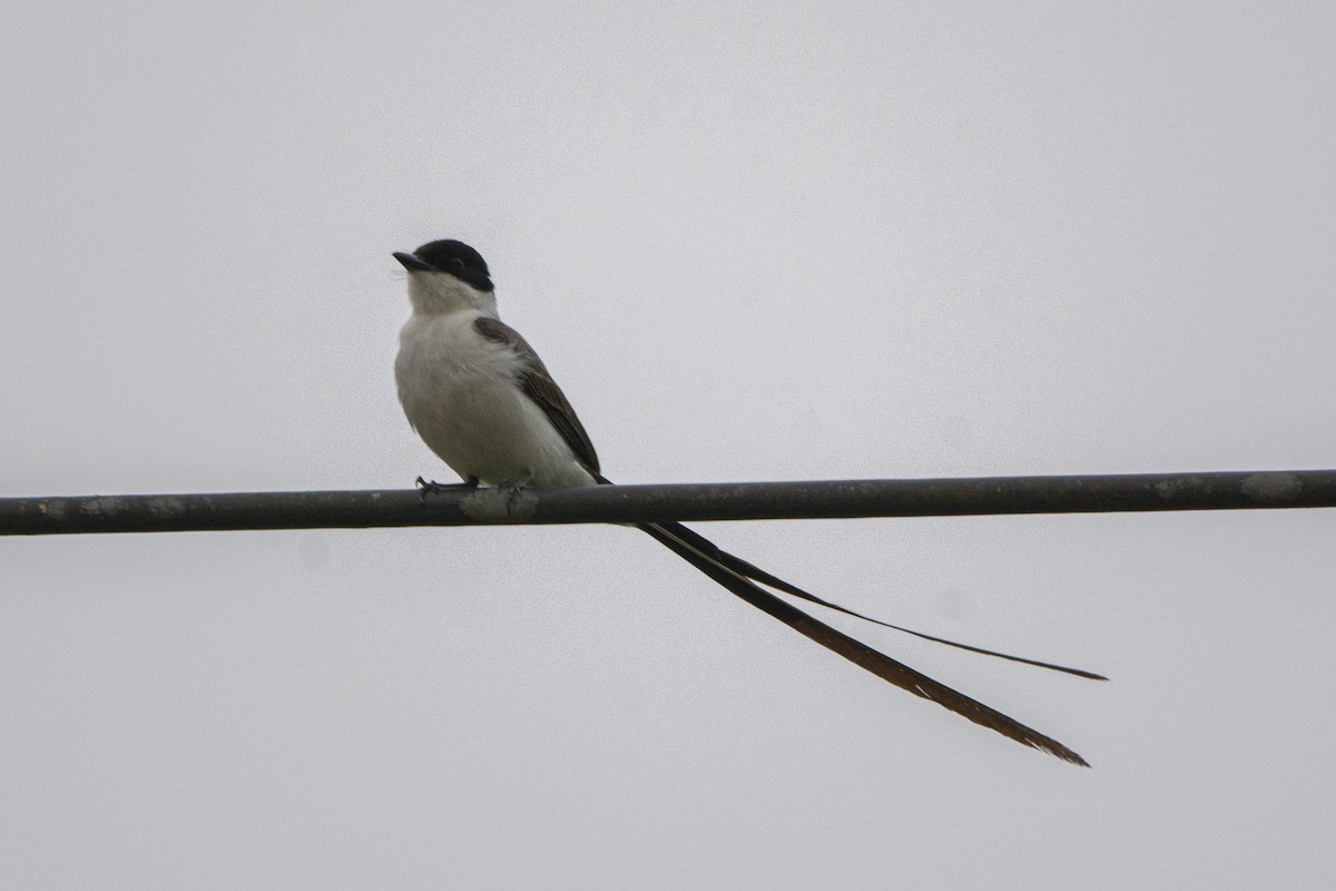 Fork-tailed Flycatcher - Francisco Dubón