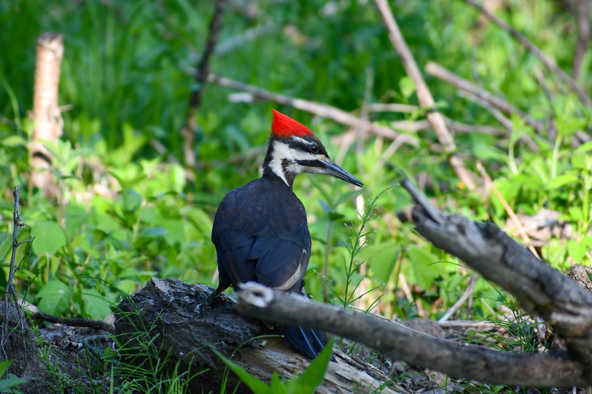 Pileated Woodpecker - Maya Numainville