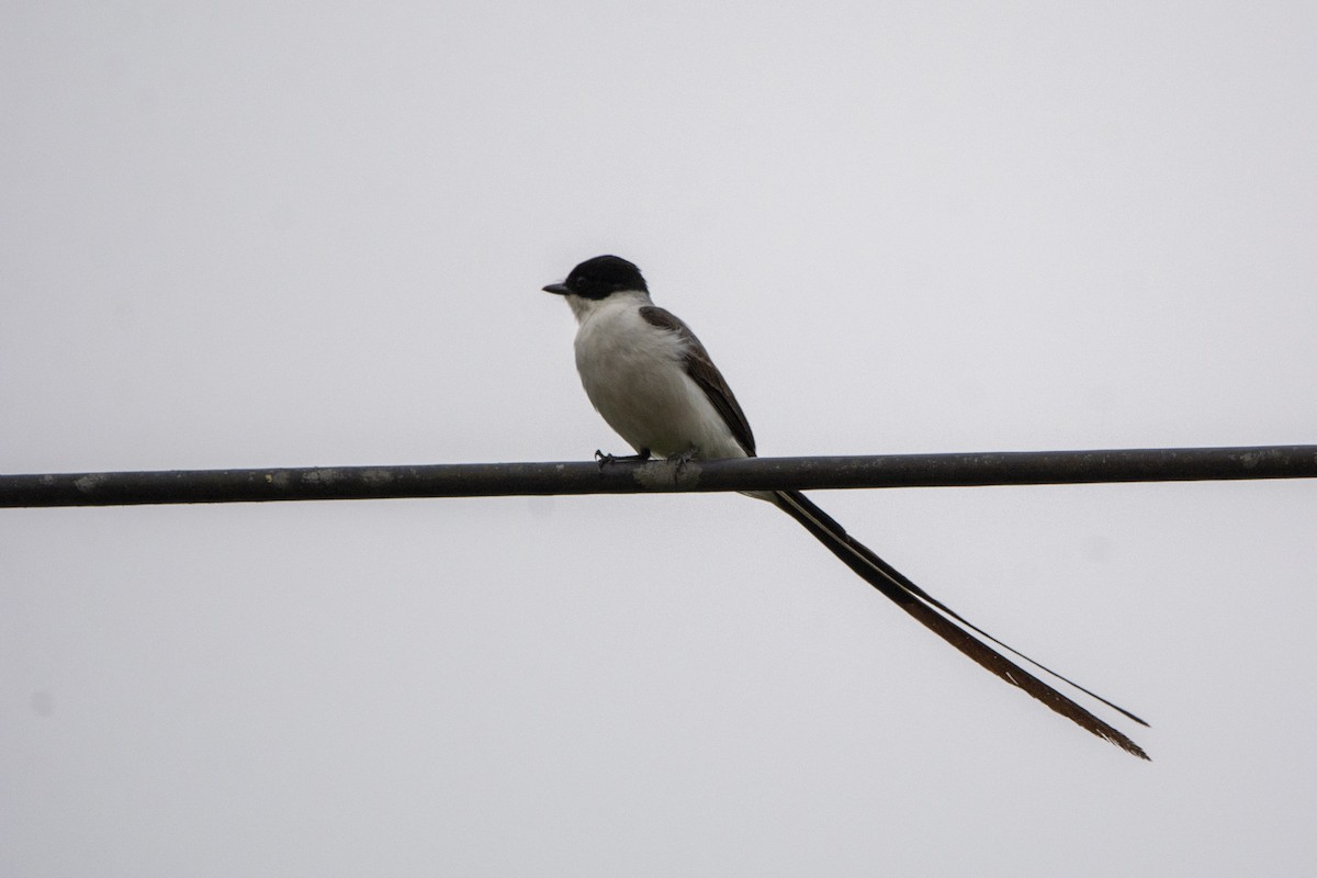 Fork-tailed Flycatcher - Francisco Dubón