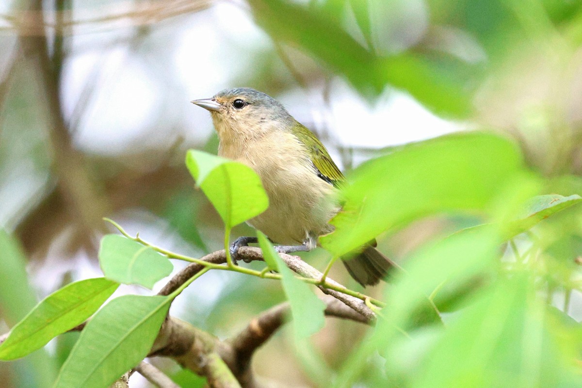 Chestnut-vented Conebill - Miguel Podas