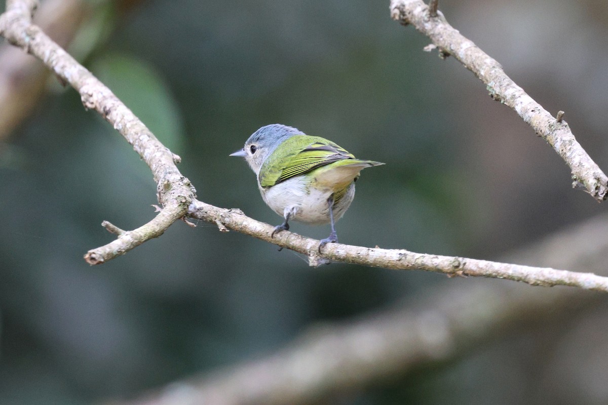 Chestnut-vented Conebill - Miguel Podas