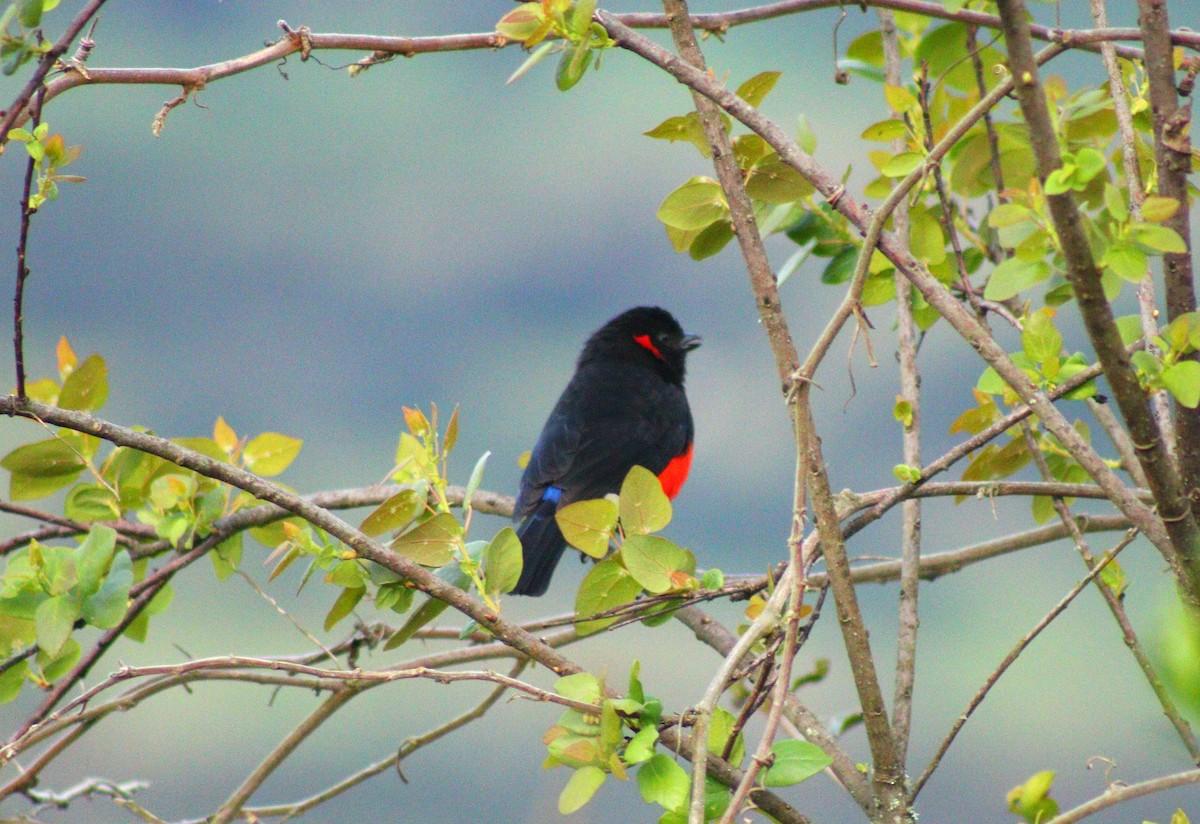 Scarlet-bellied Mountain Tanager - Juan Hortua