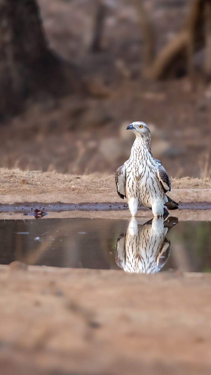 Oriental Honey-buzzard - ML619624105