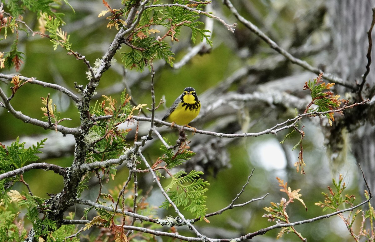 Canada Warbler - Sophie Bérubé