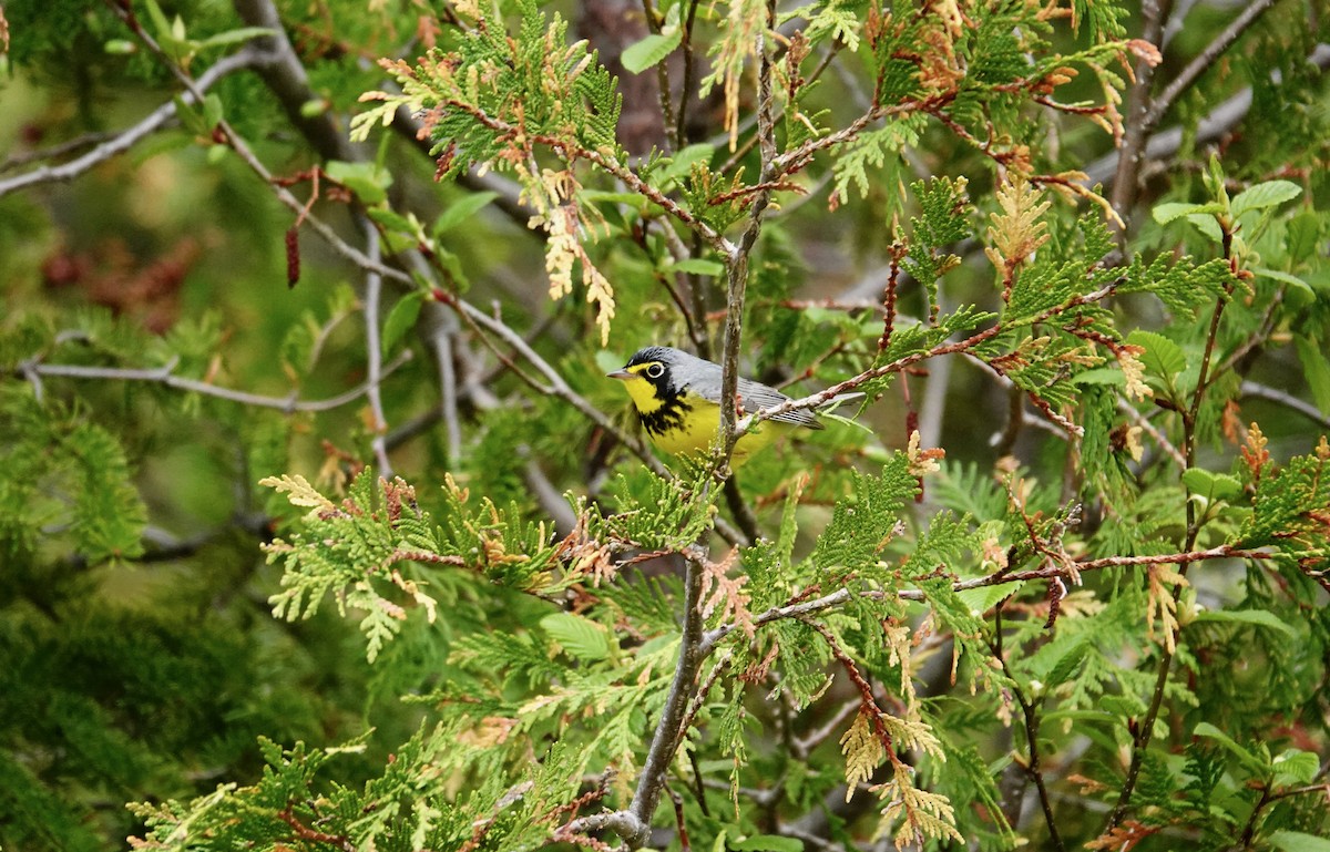 Canada Warbler - Sophie Bérubé