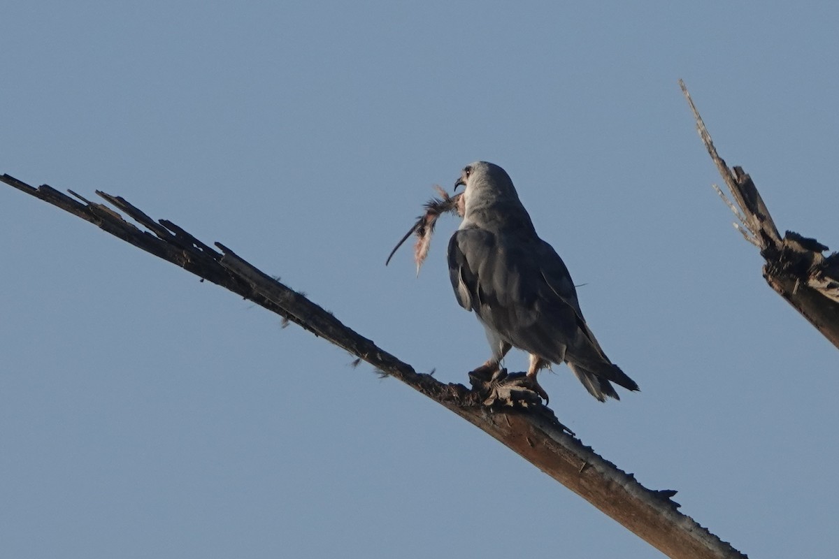 Black-winged Kite (African) - Daniel Blok 🦤