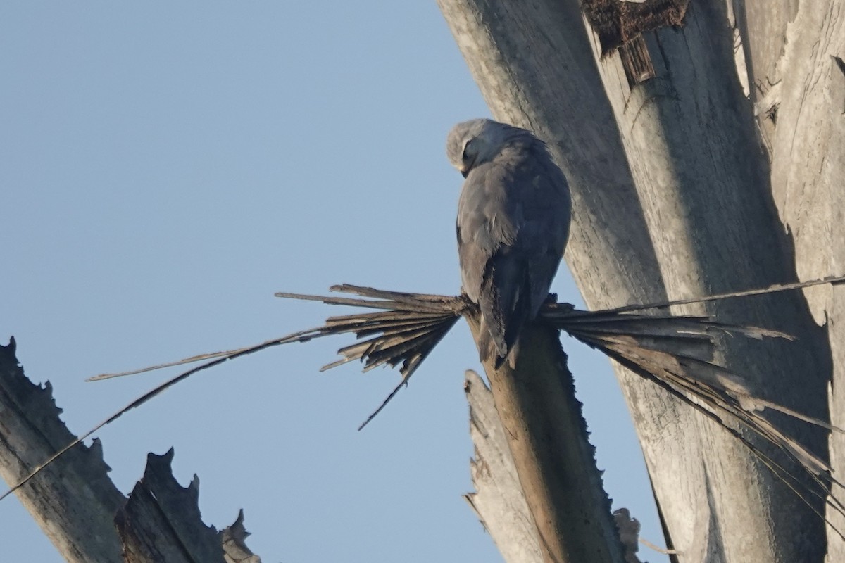 Black-winged Kite (African) - ML619624132