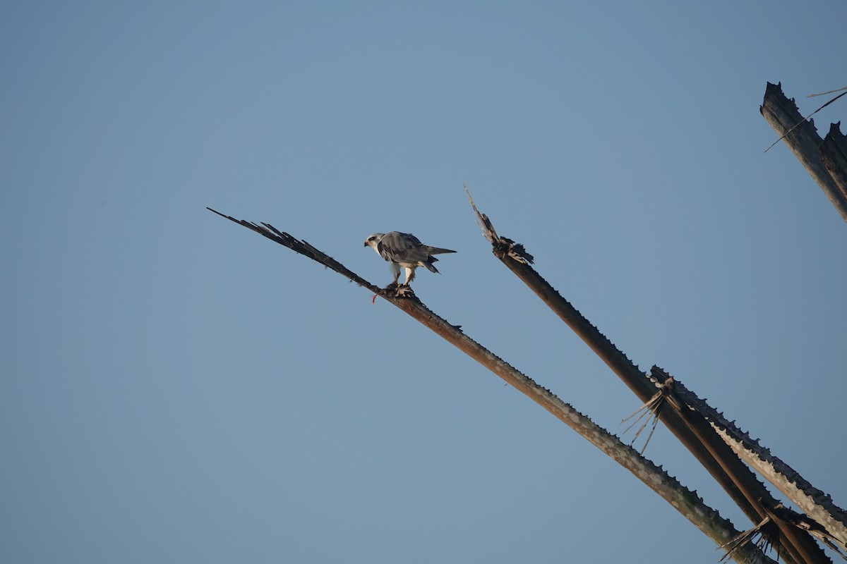 Black-winged Kite (African) - Daniel Blok 🦤