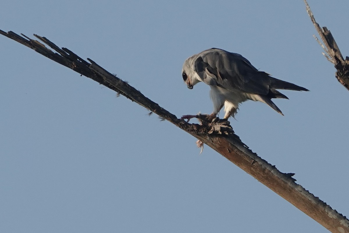 Black-winged Kite (African) - ML619624135