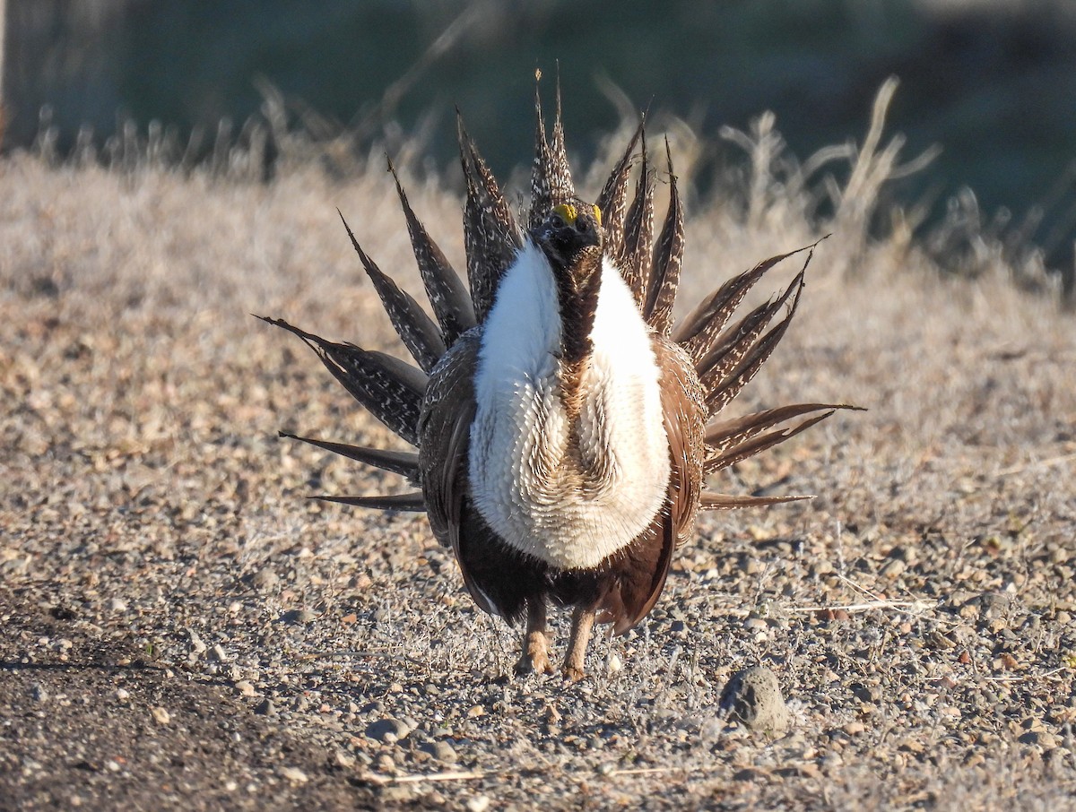 Greater Sage-Grouse - Sara Gravatt-Wimsatt