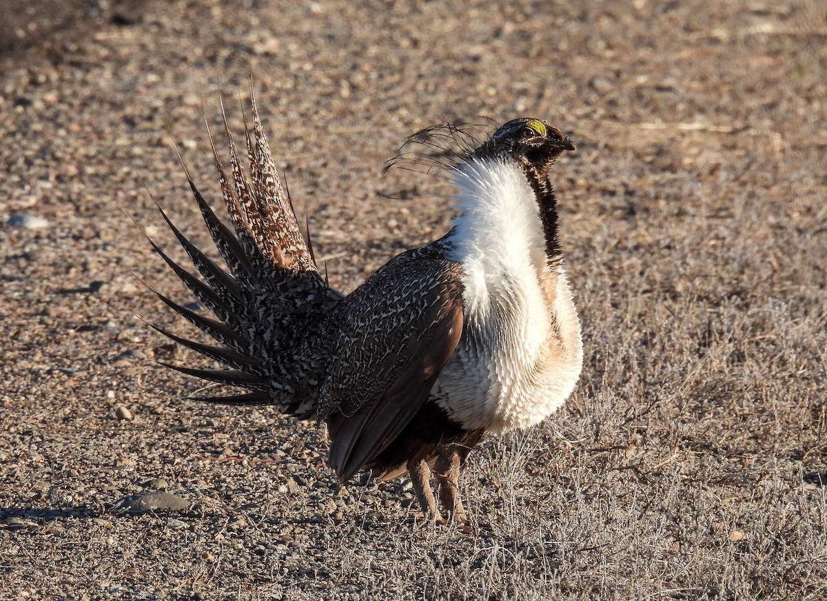 Greater Sage-Grouse - Sara Gravatt-Wimsatt