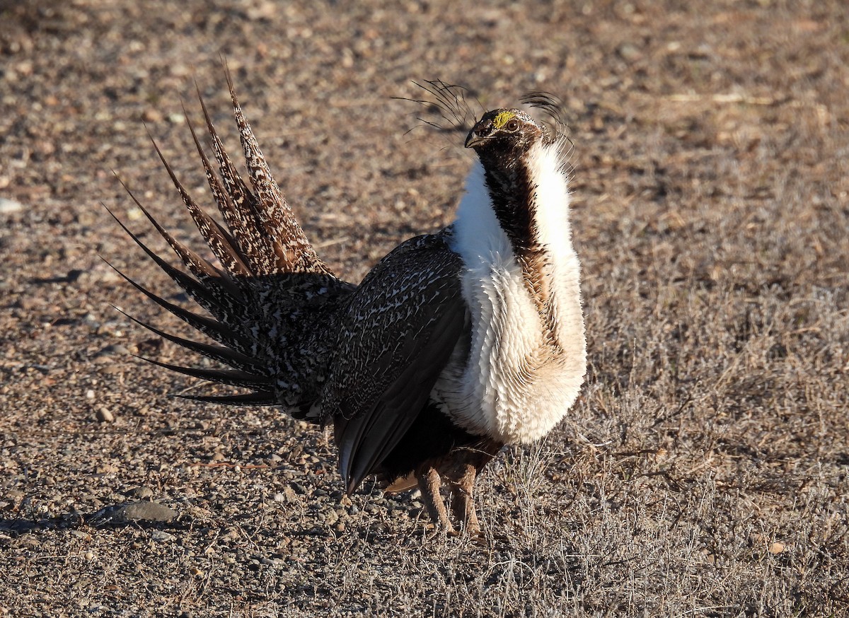 Greater Sage-Grouse - Sara Gravatt-Wimsatt