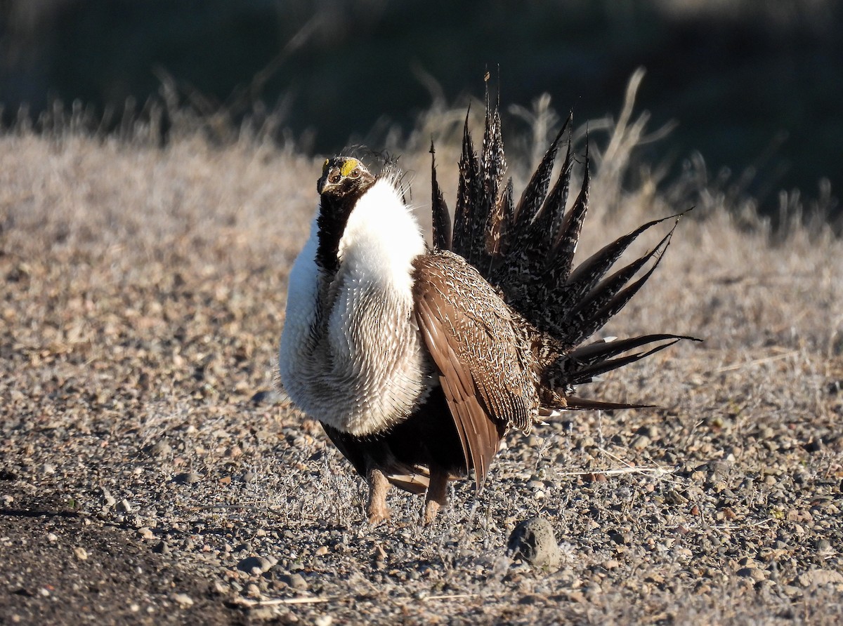 Greater Sage-Grouse - Sara Gravatt-Wimsatt