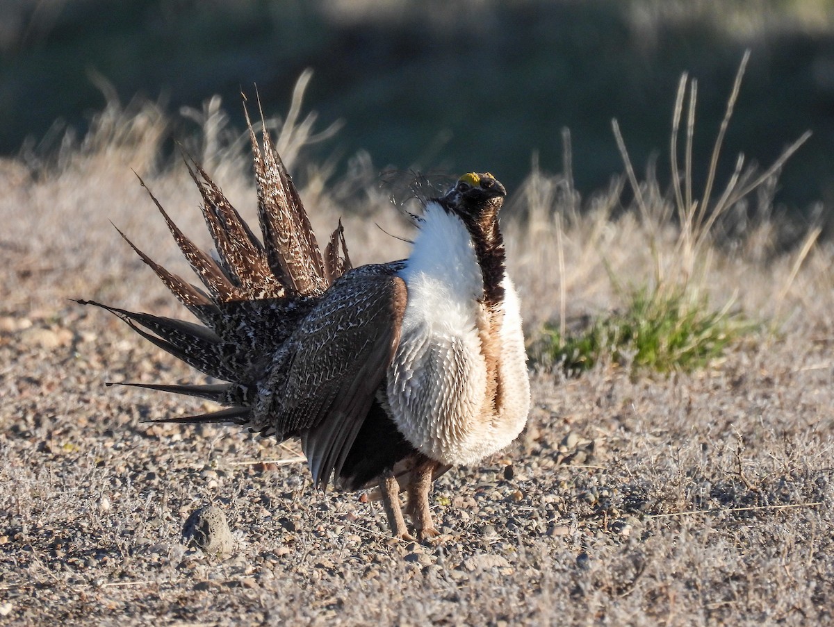 Greater Sage-Grouse - Sara Gravatt-Wimsatt