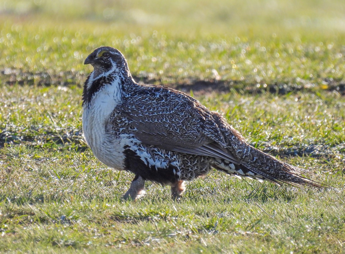 Greater Sage-Grouse - Sara Gravatt-Wimsatt