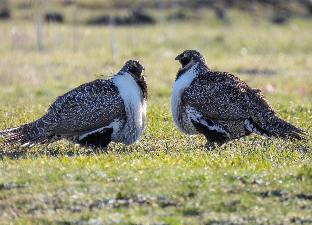 Greater Sage-Grouse - Sara Gravatt-Wimsatt