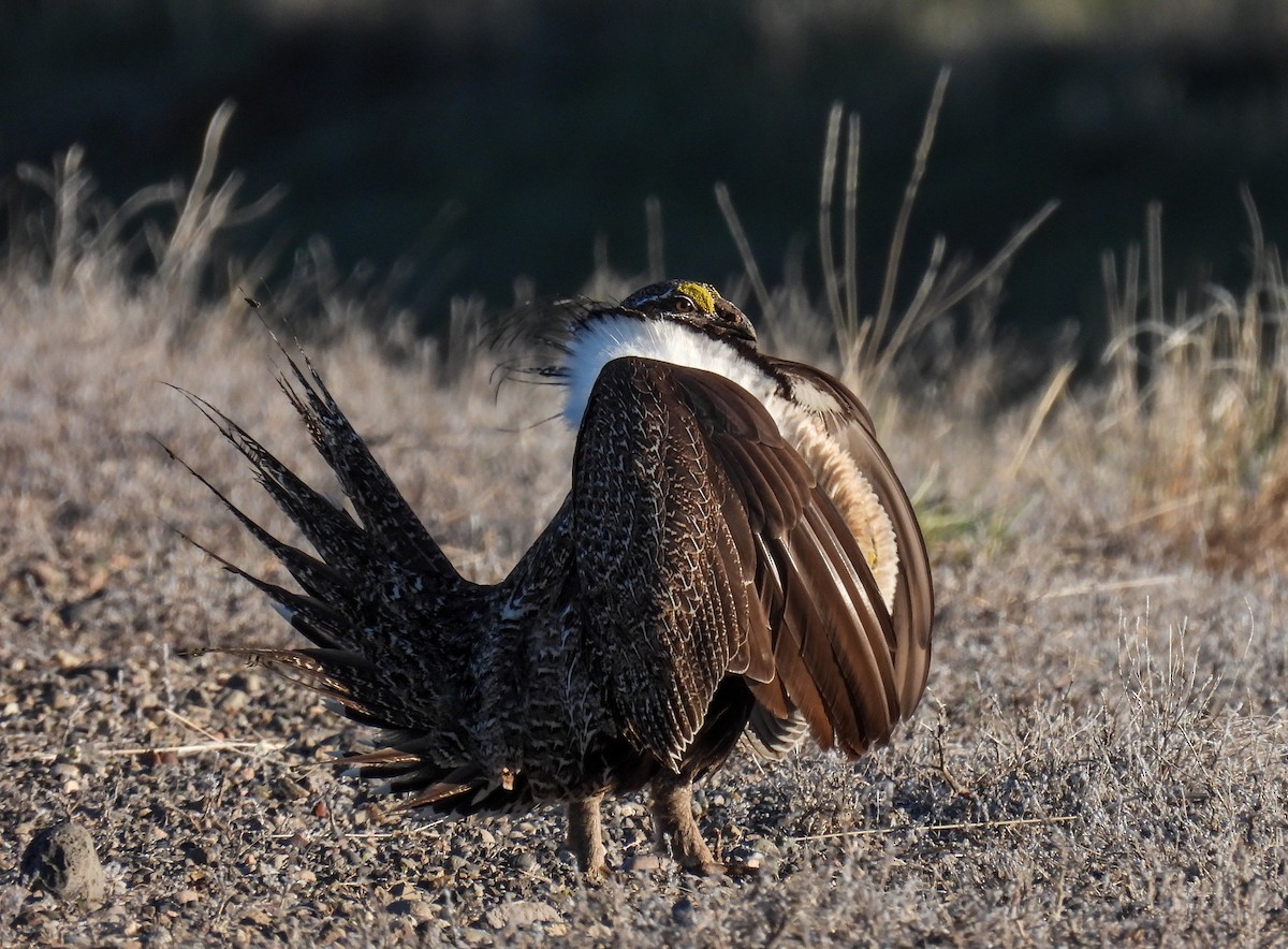 Greater Sage-Grouse - Sara Gravatt-Wimsatt