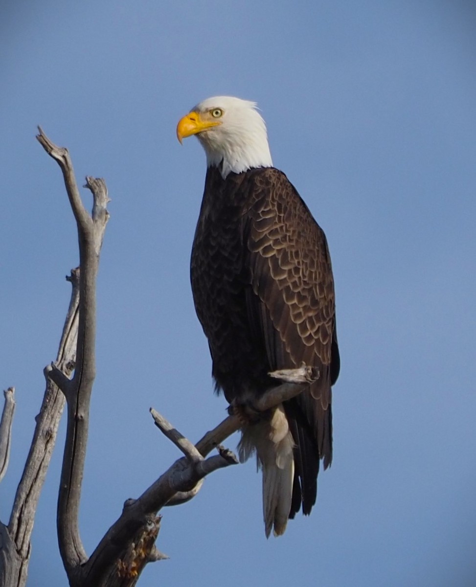 Bald Eagle - ML619624151