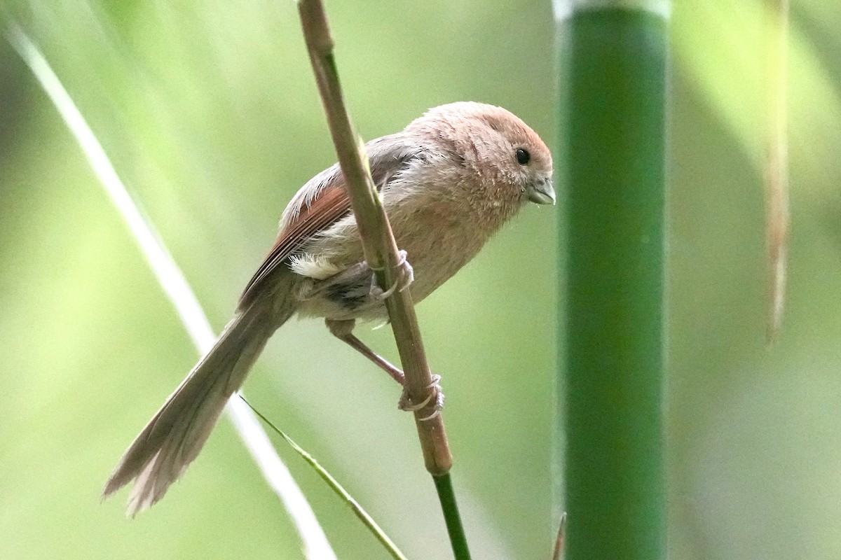 Vinous-throated Parrotbill - Pine Cone
