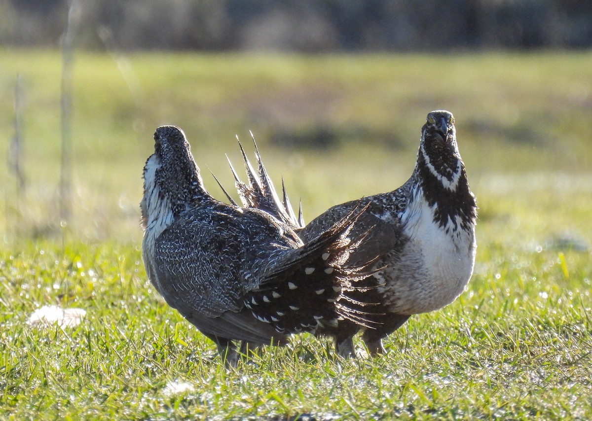 Greater Sage-Grouse - Sara Gravatt-Wimsatt