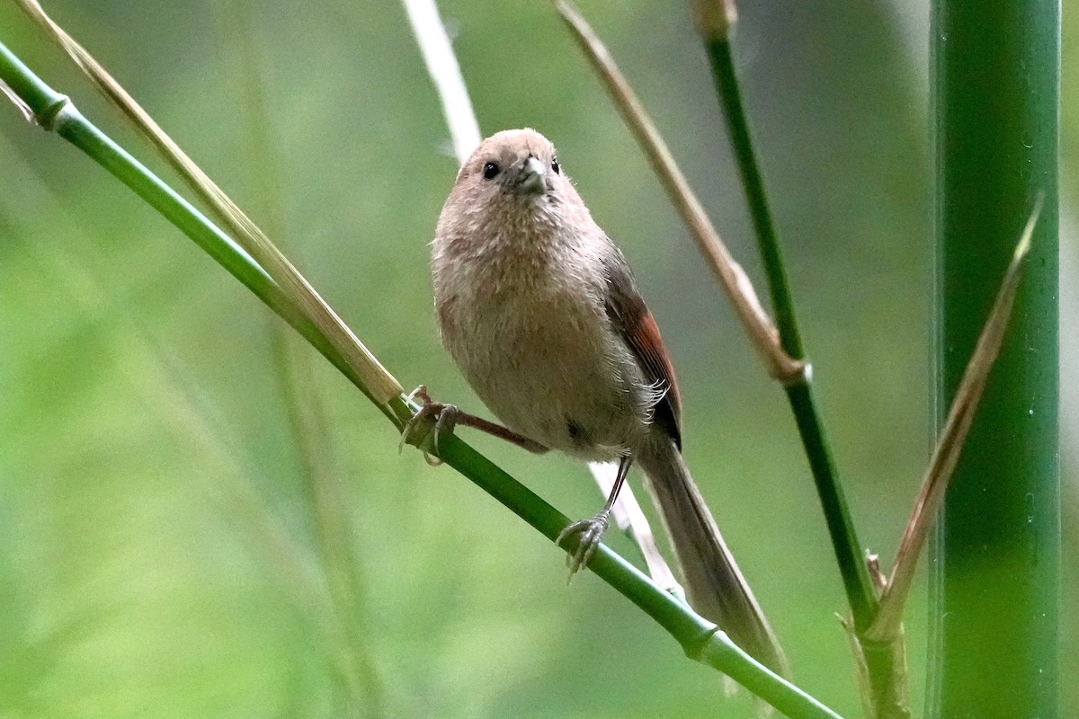 Vinous-throated Parrotbill - Pine Cone