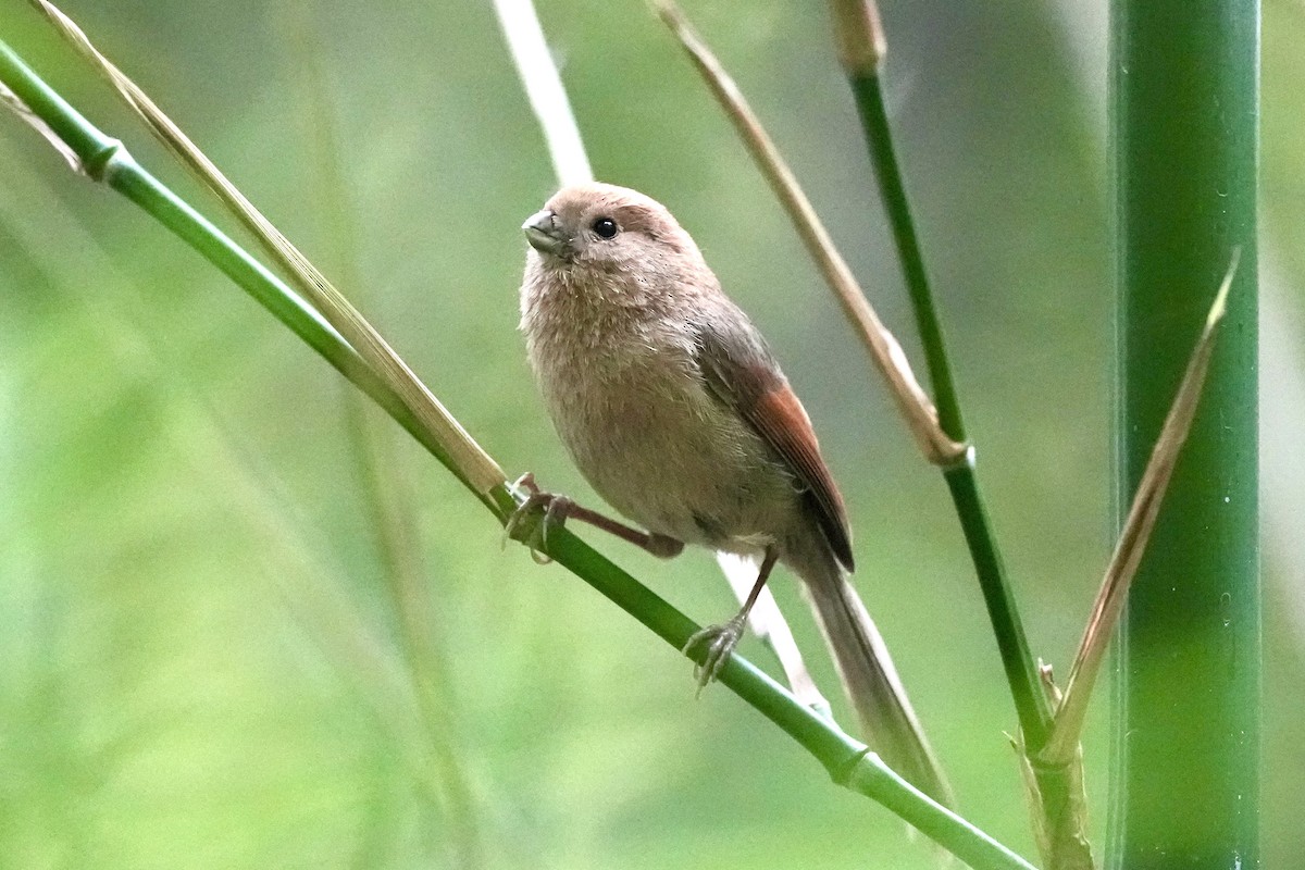 Vinous-throated Parrotbill - Pine Cone