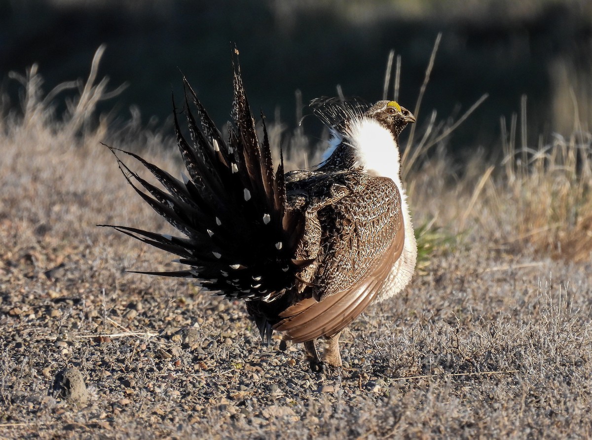 Greater Sage-Grouse - Sara Gravatt-Wimsatt