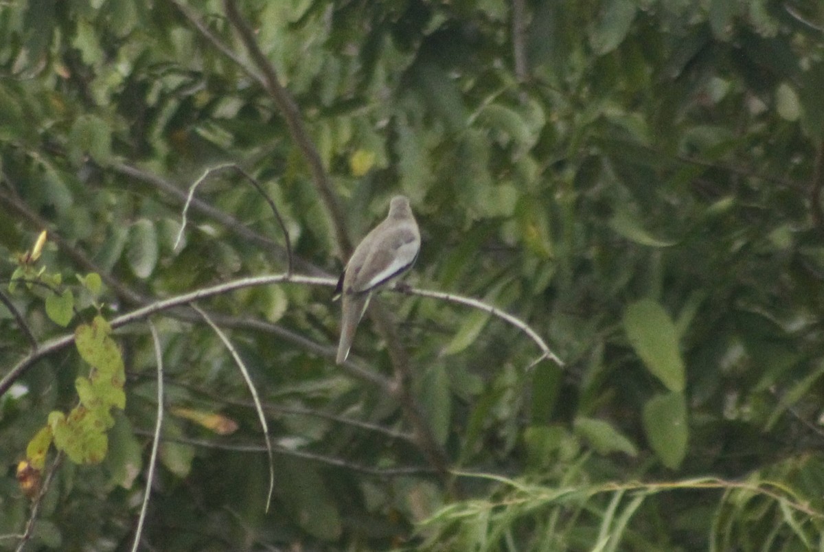 Picui Ground Dove - Pedro Dias