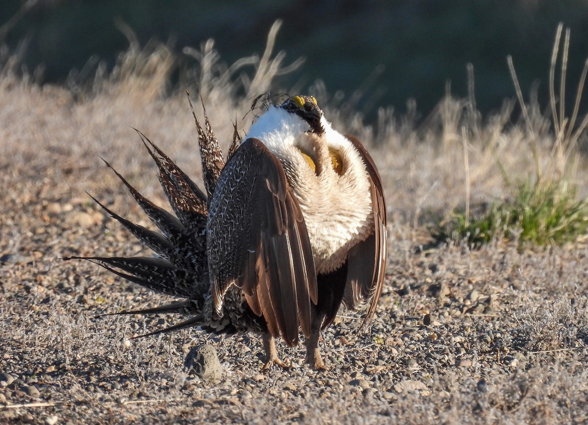 Greater Sage-Grouse - Sara Gravatt-Wimsatt