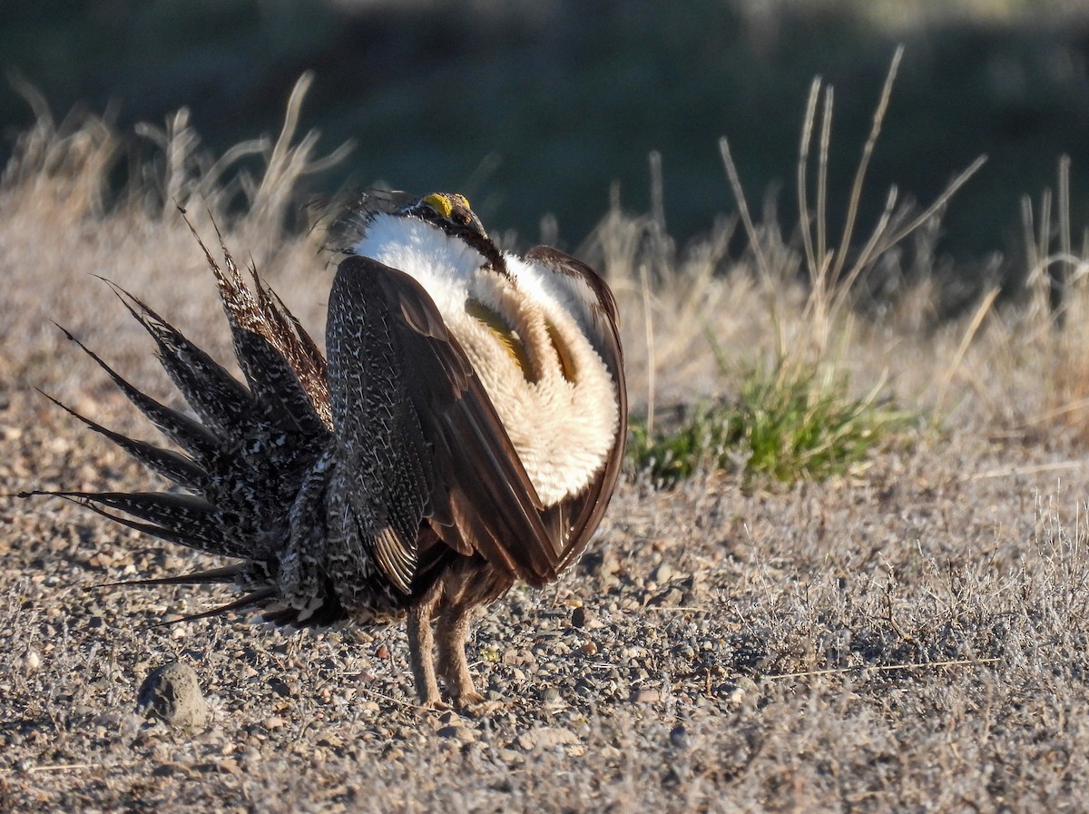 Greater Sage-Grouse - Sara Gravatt-Wimsatt