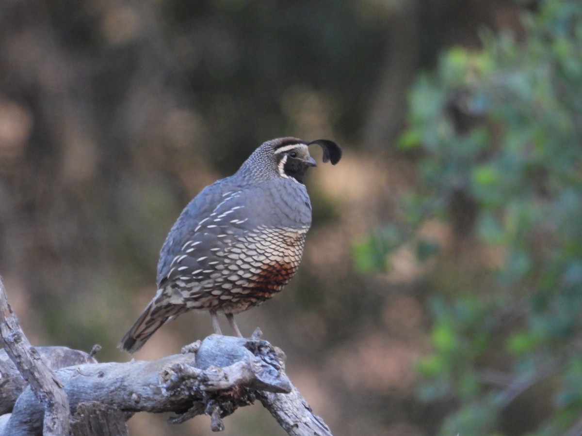 California Quail - Mark Donahue