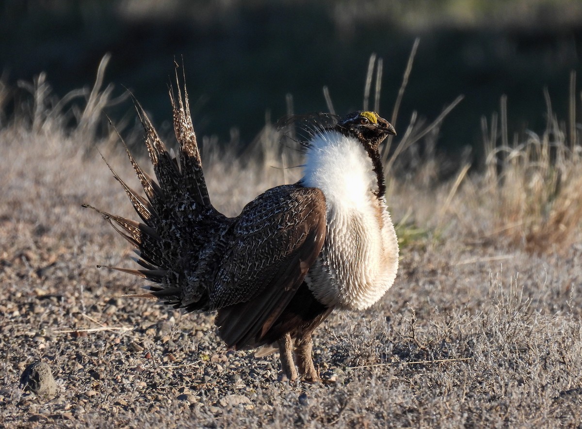 Greater Sage-Grouse - Sara Gravatt-Wimsatt