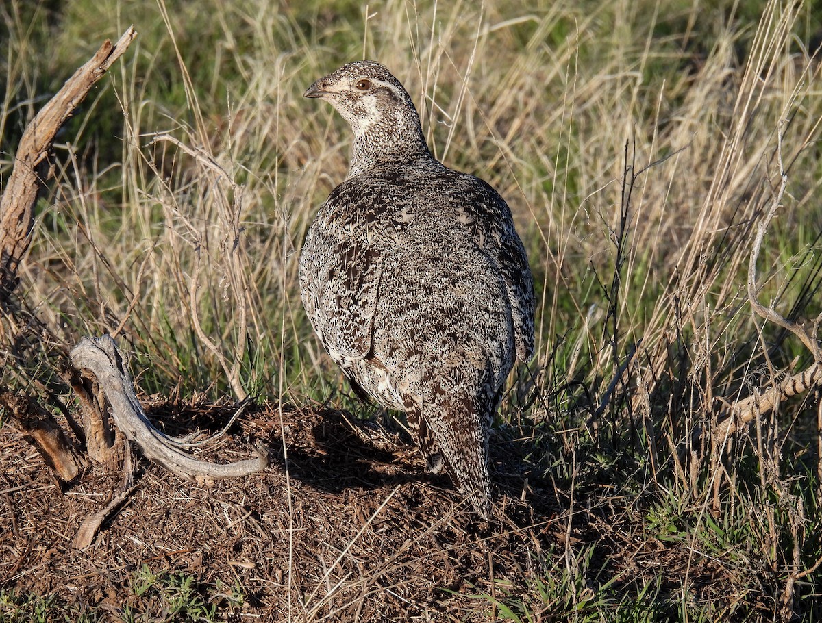 Greater Sage-Grouse - Sara Gravatt-Wimsatt